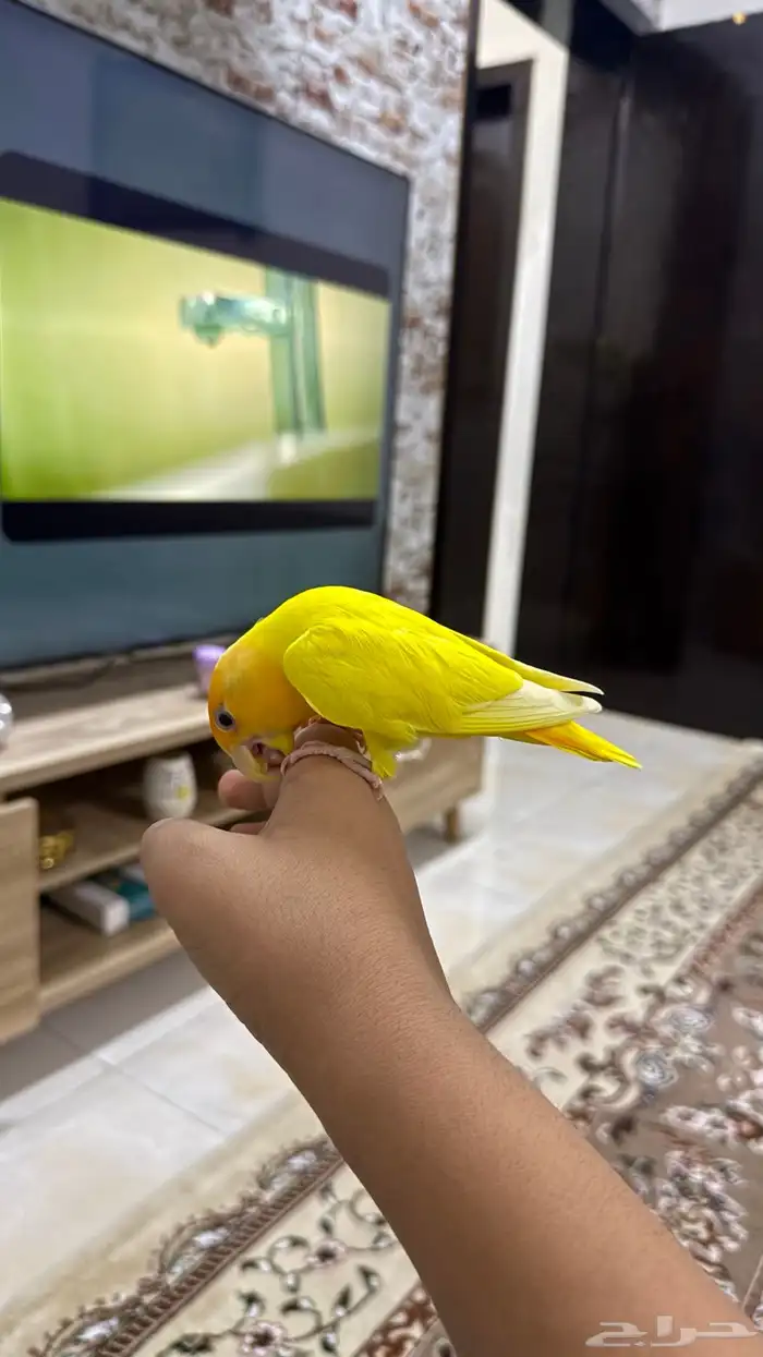 عصفور روز لبيع 6