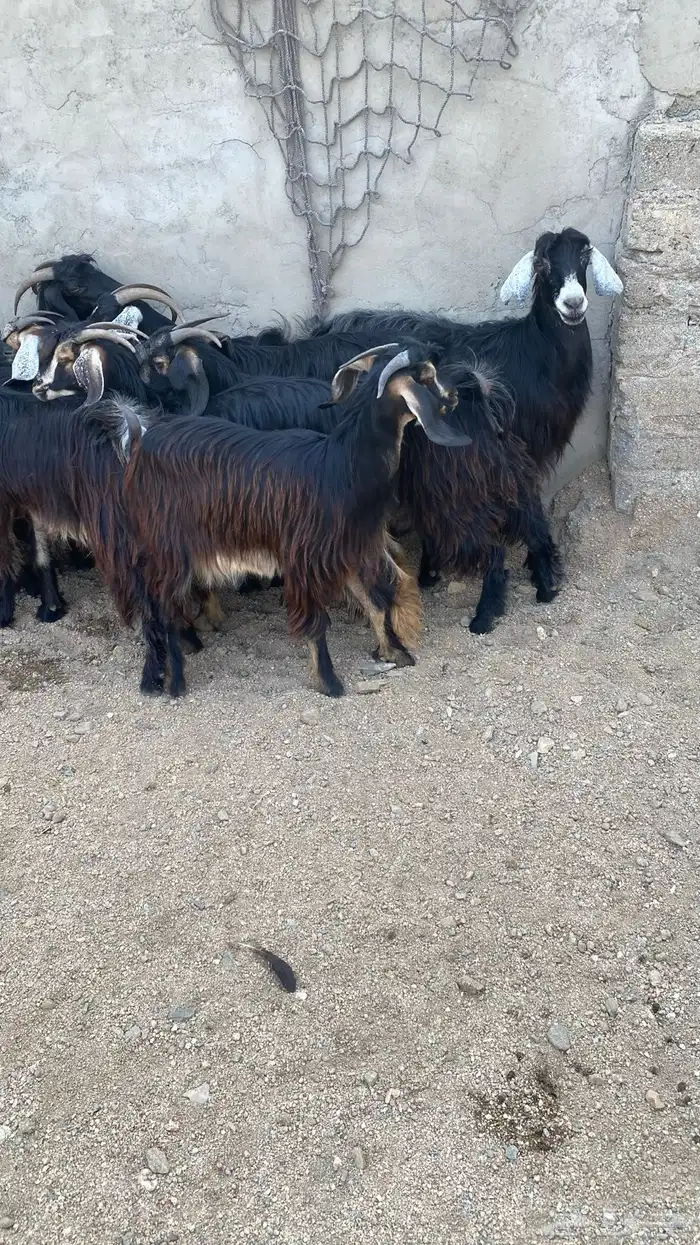 معزا حريه نظيفه وطيبه ومشروطه انباعة الله يبارك لمشتري 1