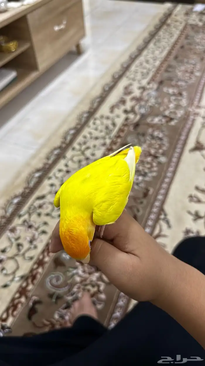 عصفور روز لبيع 8