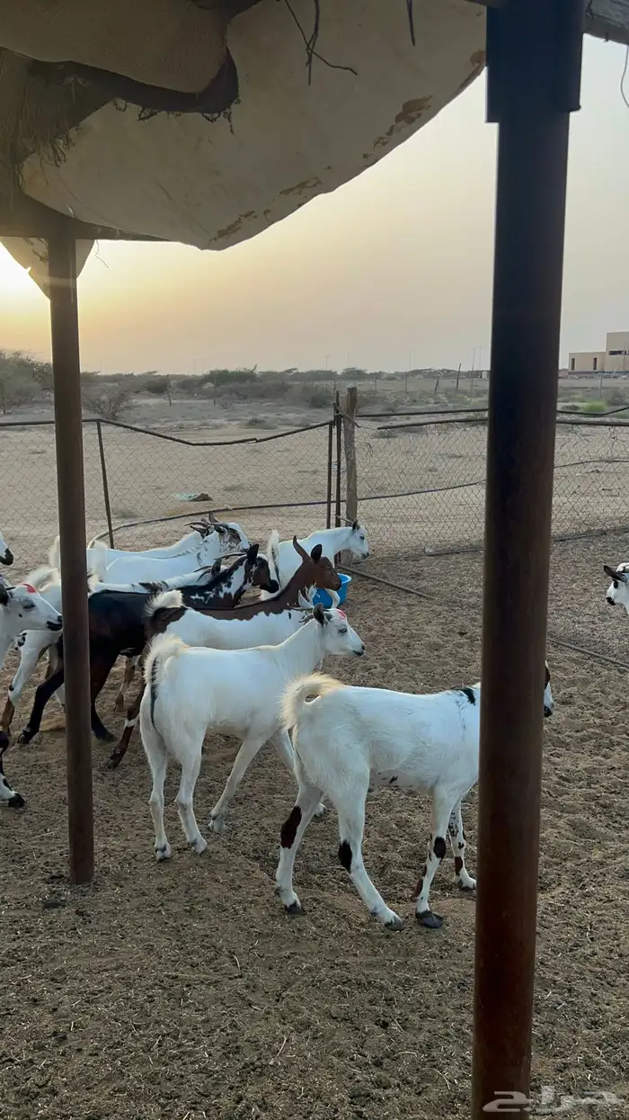 تيوس ذبايح للبيع ( تم البيع) 19