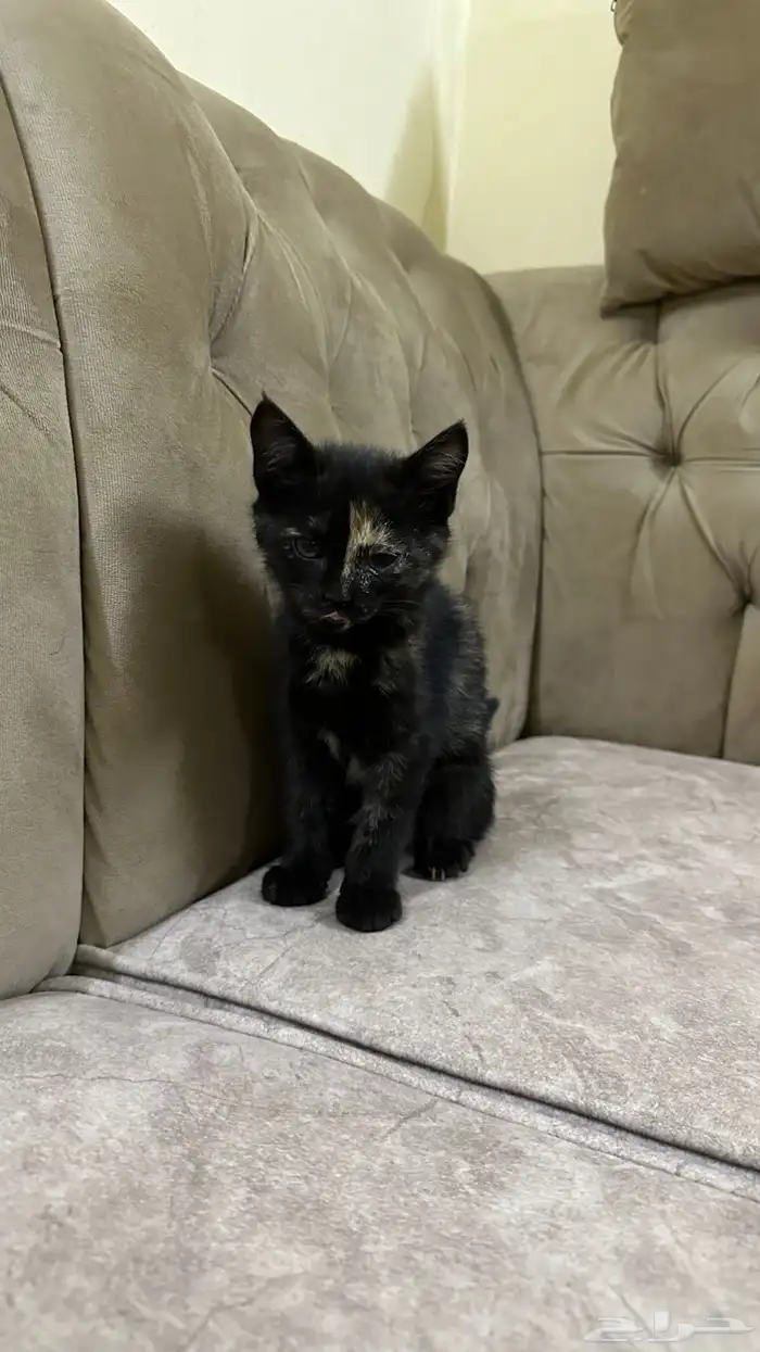 قطط للتبني 5