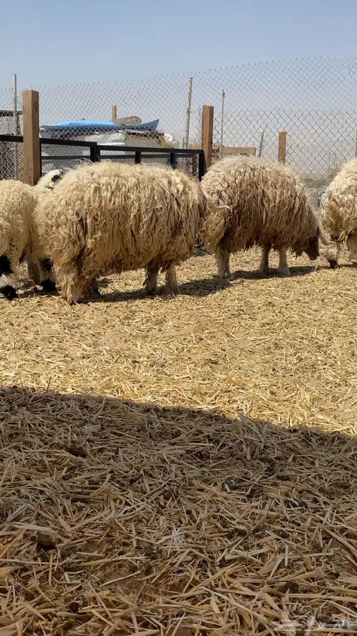 ذبايح ثلاثة طليان نعيمي جذعان فل الفل 1