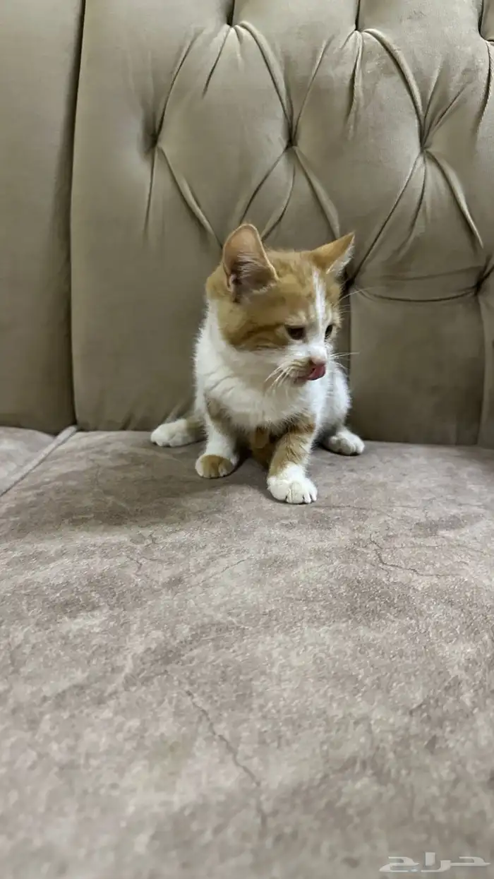 قطط للتبني 1