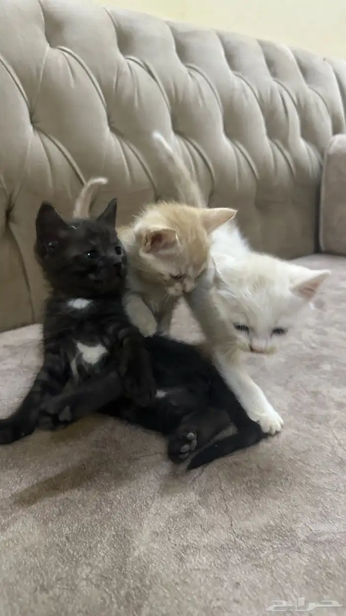 قطط للتبني 12