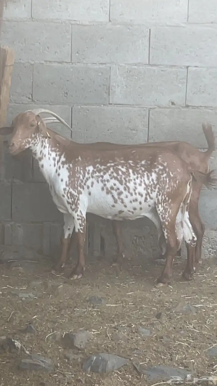 2 معزا بلدي دفيع(تم البيع) 1