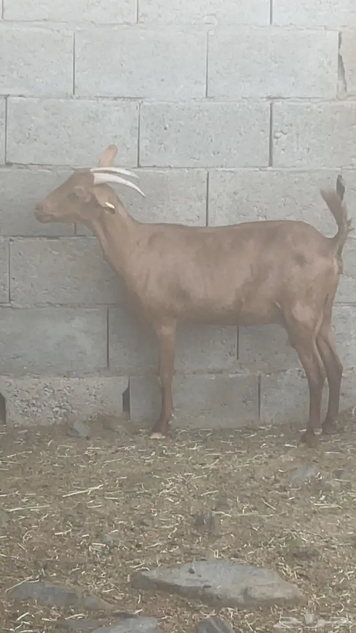 2 معزا بلدي دفيع(تم البيع) 2