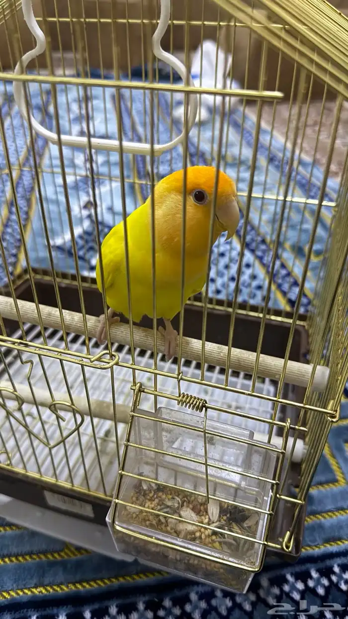 عصفور روز لبيع 1