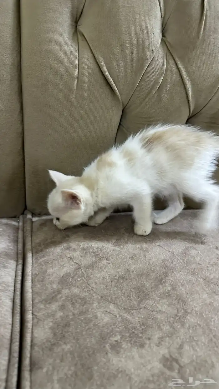 قطط للتبني 10