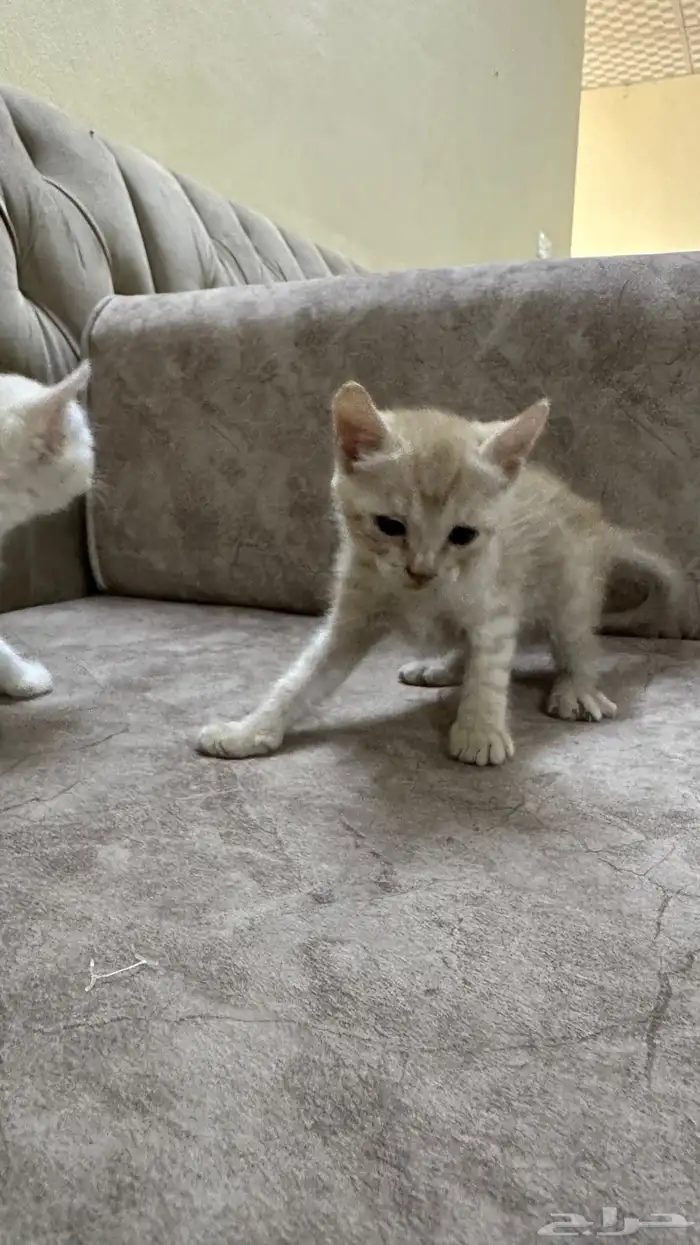 قطط للتبني 7