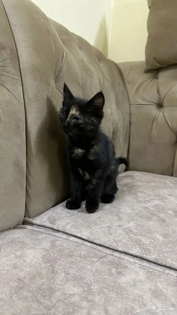 قطط للتبني 4