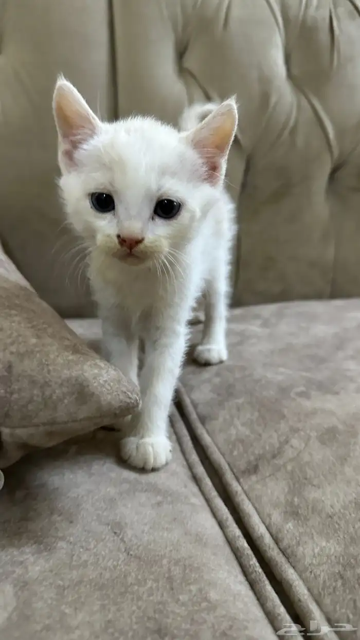 قطط للتبني 8