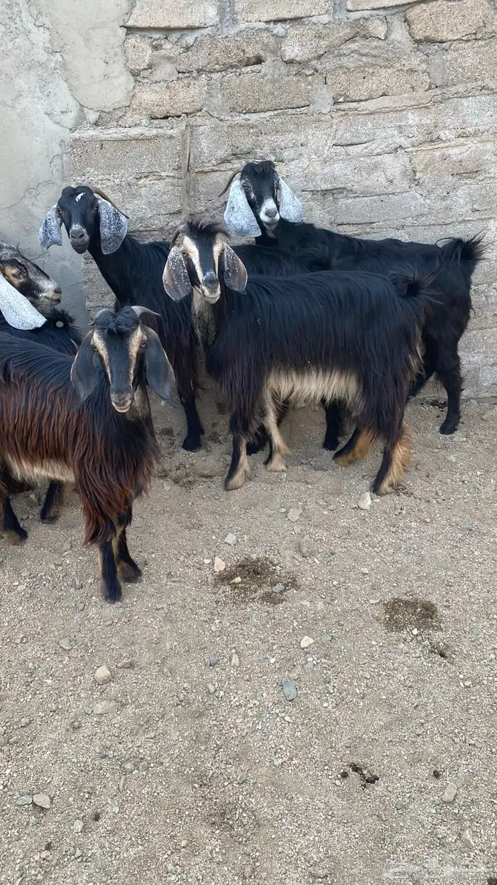 معزا حريه نظيفه وطيبه ومشروطه انباعة الله يبارك لمشتري 6