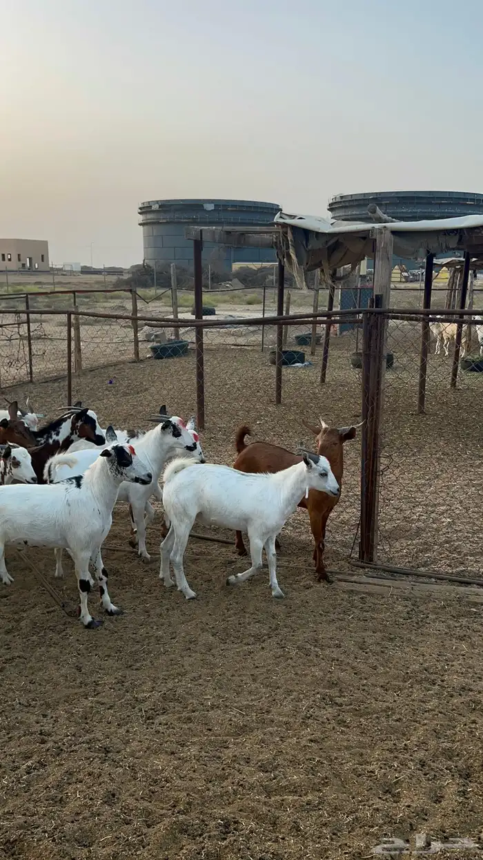 تيوس ذبايح للبيع ( تم البيع) 18