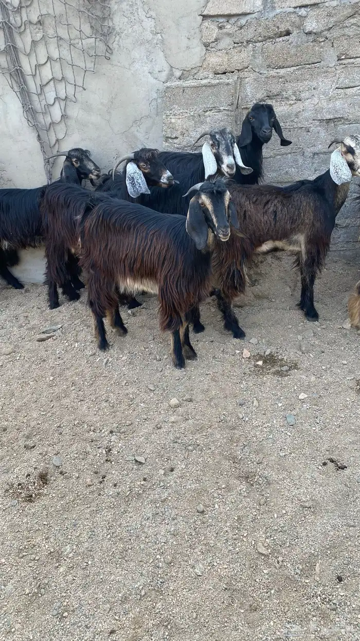 معزا حريه نظيفه وطيبه ومشروطه انباعة الله يبارك لمشتري 9