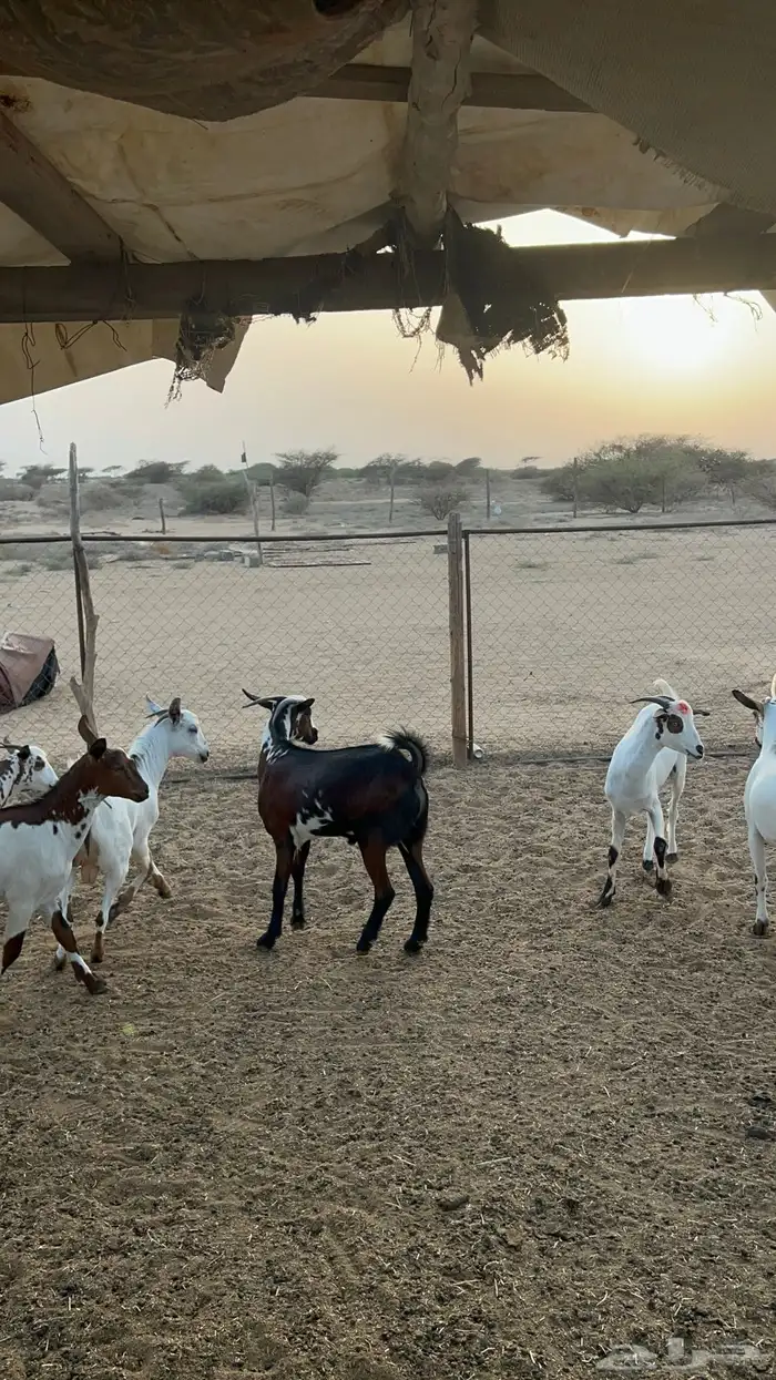 تيوس ذبايح للبيع ( تم البيع) 20