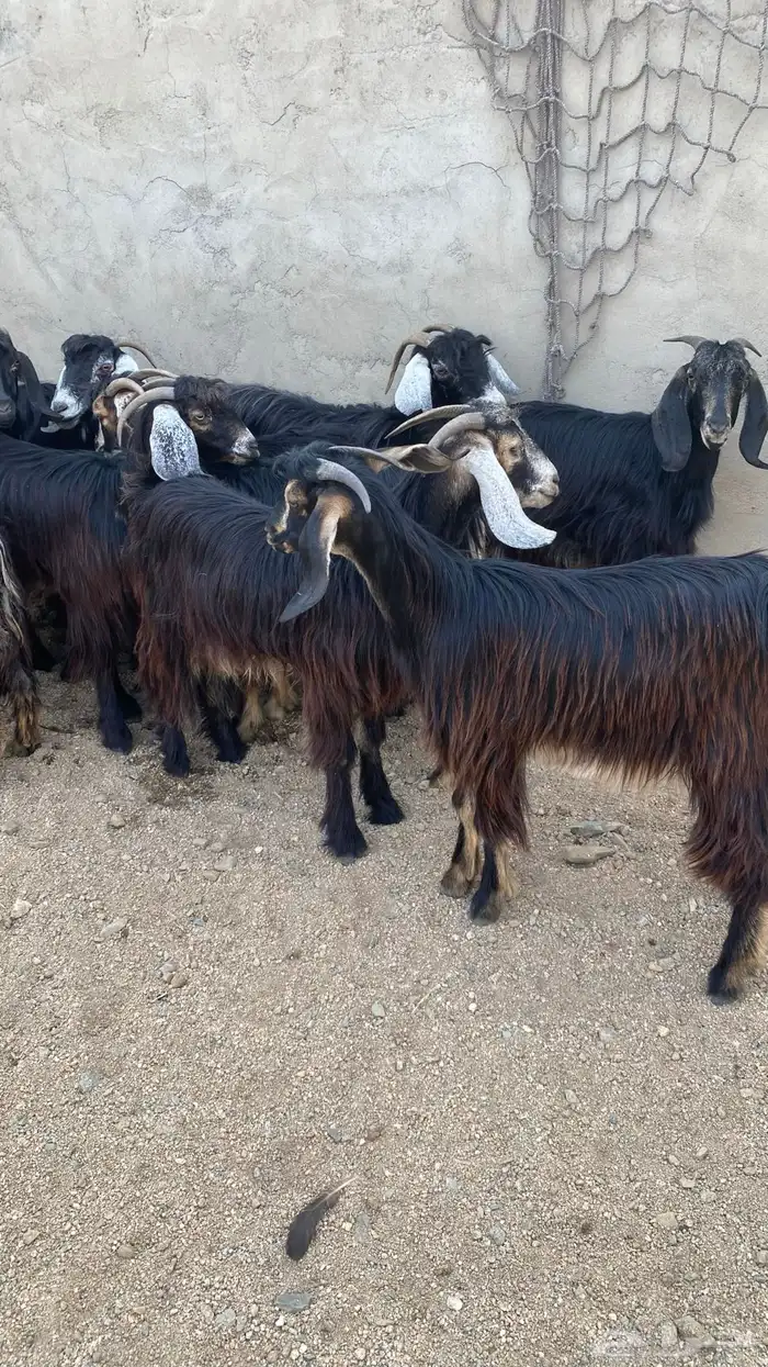معزا حريه نظيفه وطيبه ومشروطه انباعة الله يبارك لمشتري 2