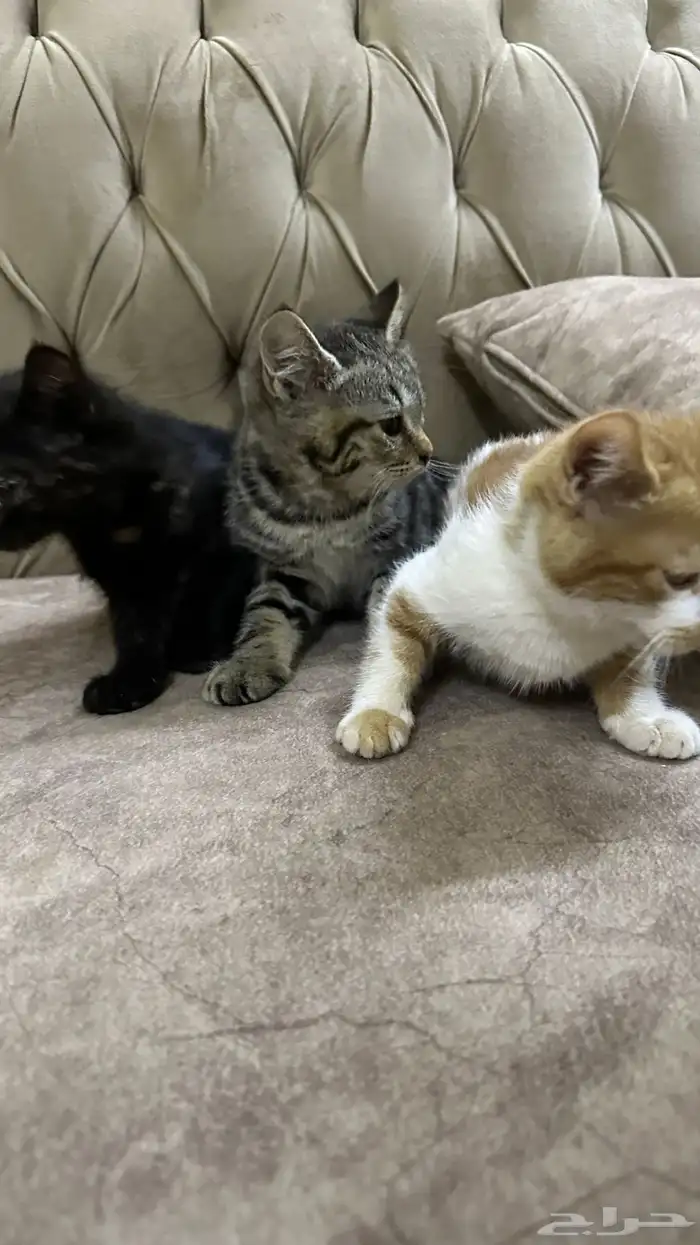 قطط للتبني 6