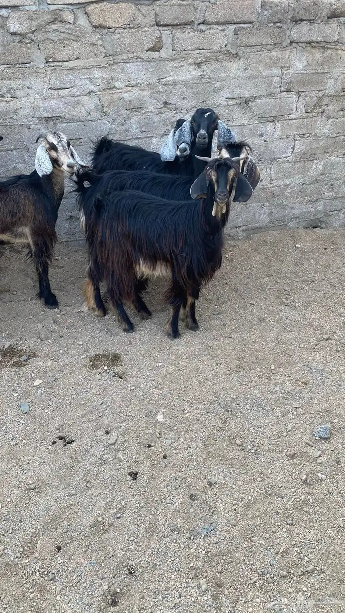 معزا حريه نظيفه وطيبه ومشروطه انباعة الله يبارك لمشتري 8