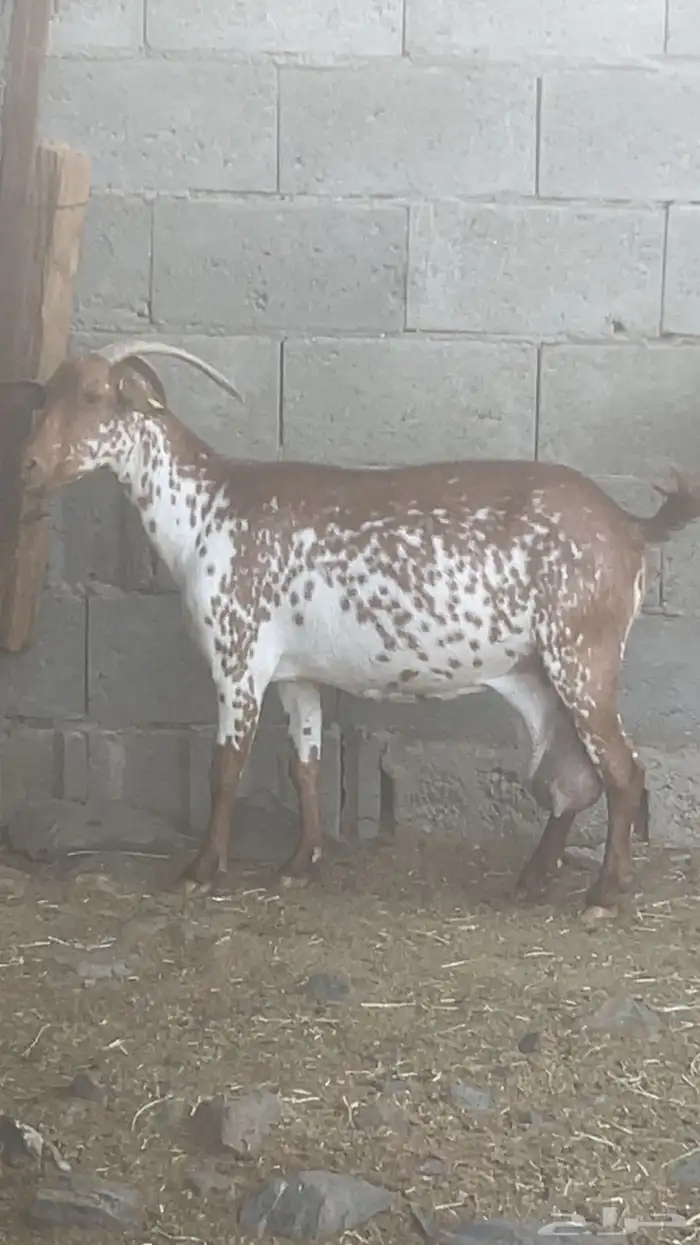 2 معزا بلدي دفيع(تم البيع) 3