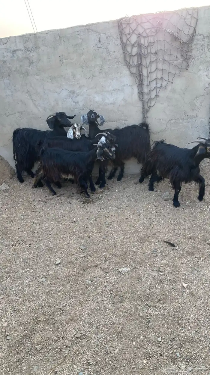 معزا حريه نظيفه وطيبه ومشروطه انباعة الله يبارك لمشتري 0