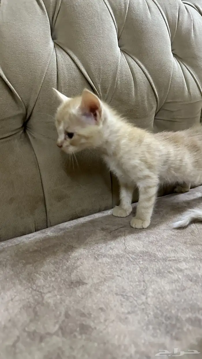 قطط للتبني 14