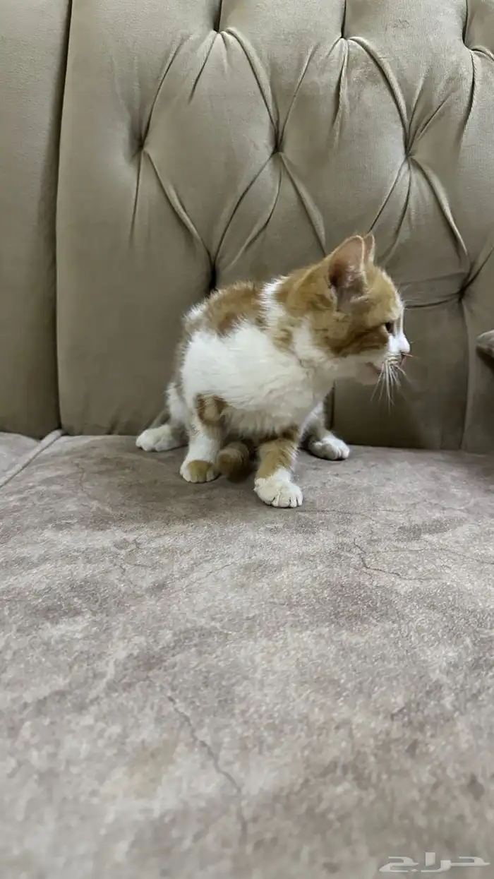 قطط للتبني 0