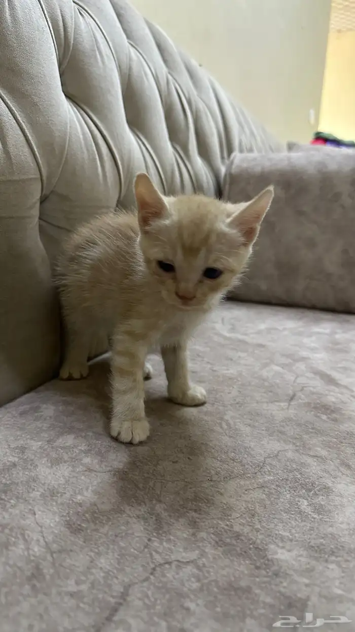 قطط للتبني 9
