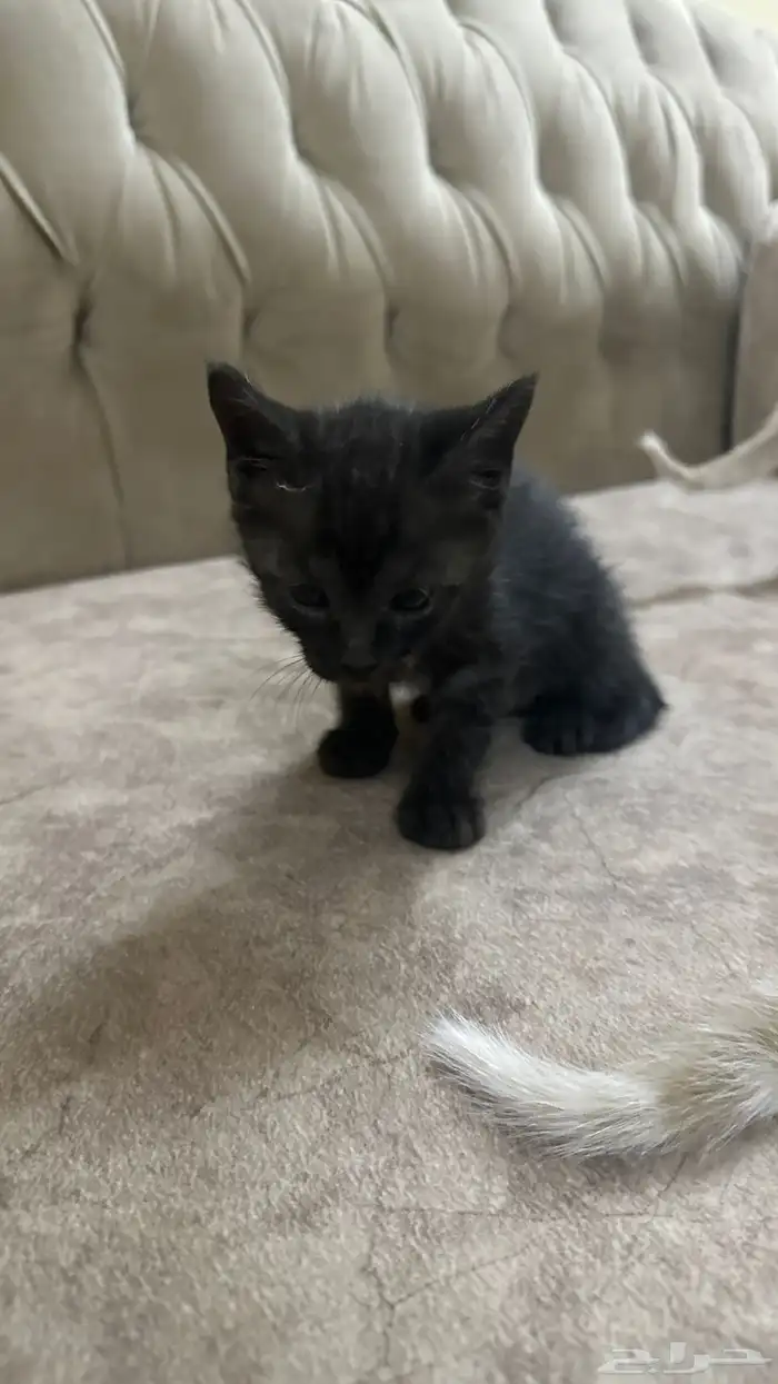 قطط للتبني 13