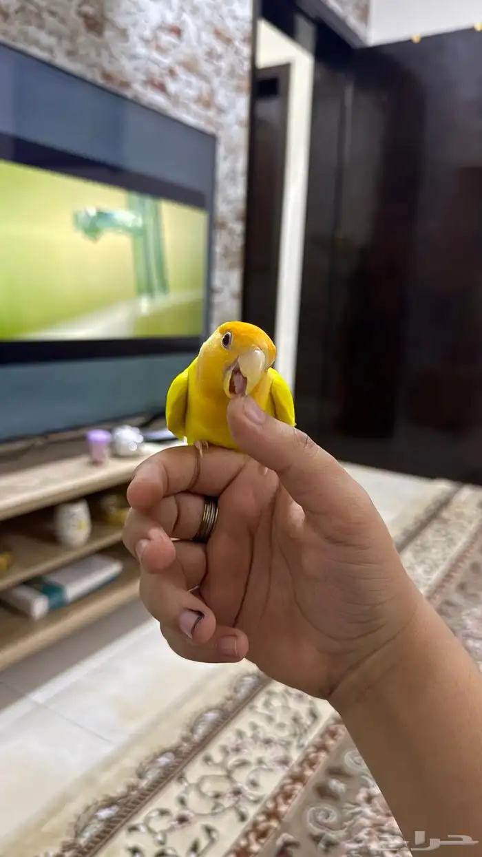 عصفور روز لبيع 5