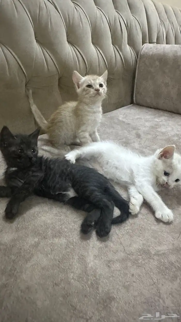 قطط للتبني 11