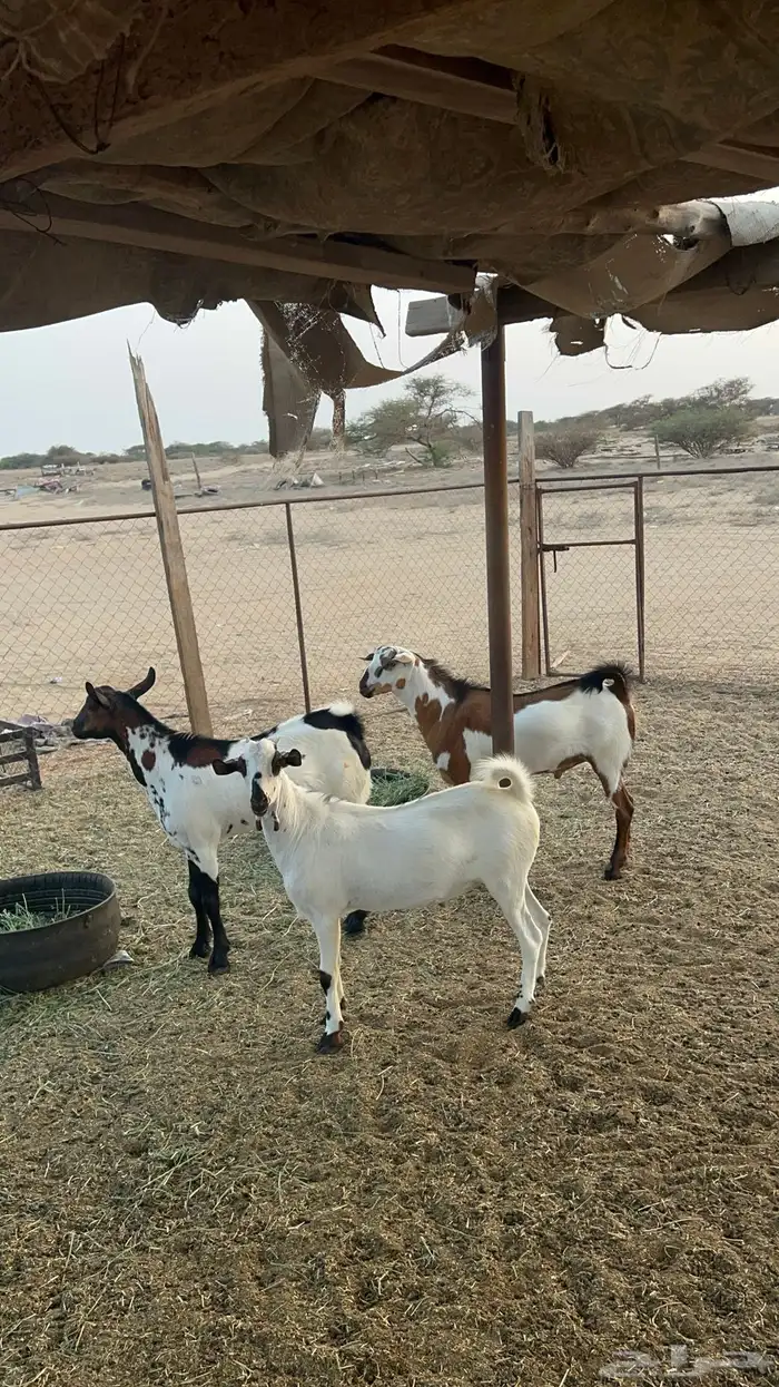 تيوس ذبايح للبيع ( تم البيع) 22