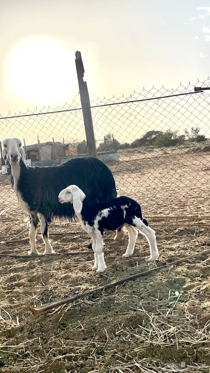 شياه نجد فاخره مواليد ودفيع 2