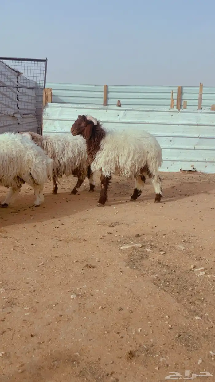 ذبائح نعيم طيب يوجد ذيح التوصيل 2