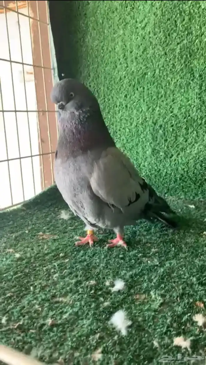 لونق فيس فحل24 0