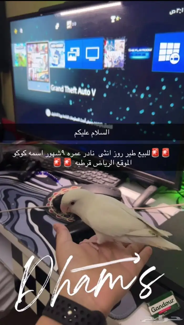 طير روز 0