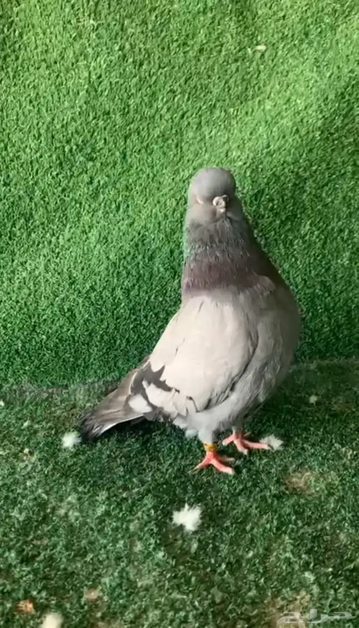 لونق فيس فحل24 3