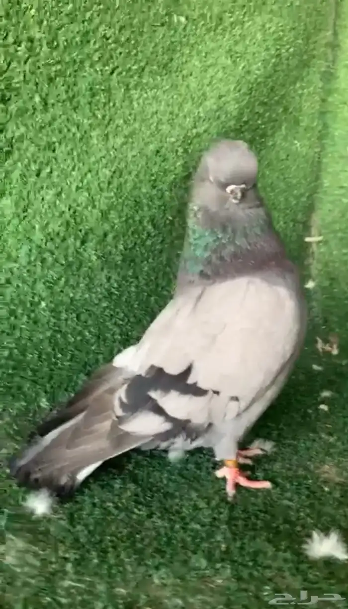 لونق فيس فحل24 2