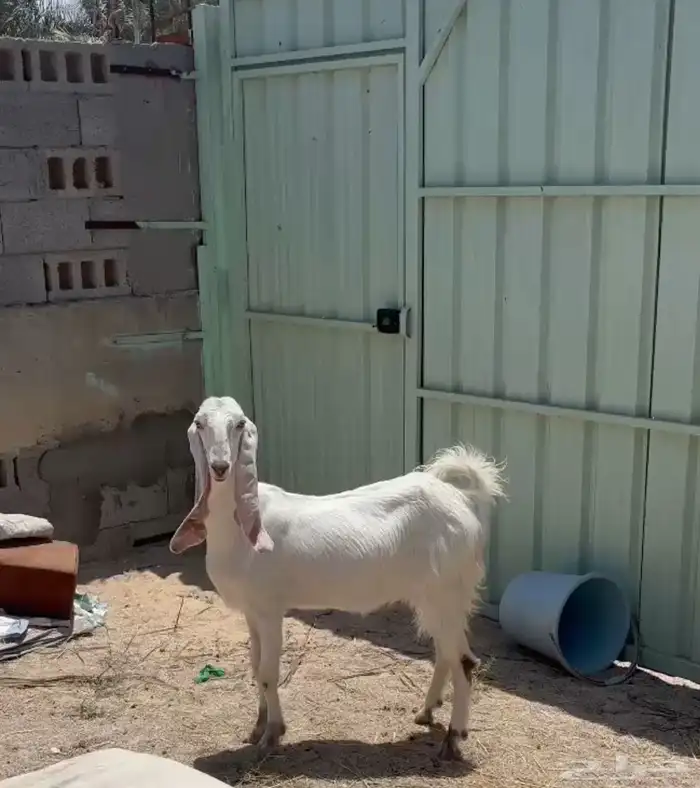 عنز للبيع تبع تيس تم البيع 1