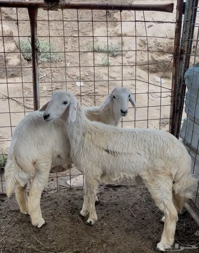 رخال سمان شرط تضحي 0