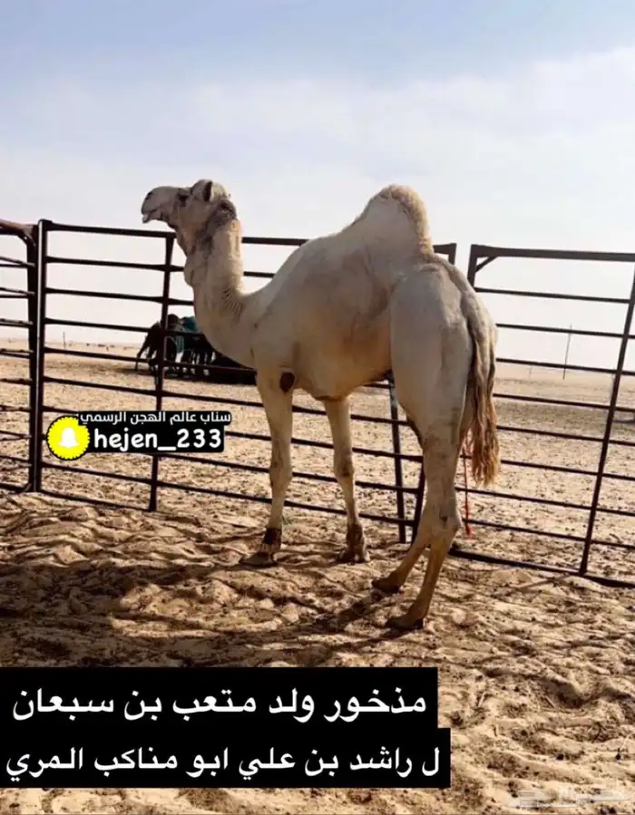 ناقه هجن منتج سبق ولقحه على مذخور بعير ابو مناكب 1