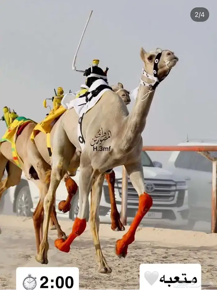 ناقه هجن منتج سبق ولقحه على مذخور بعير ابو مناكب 3