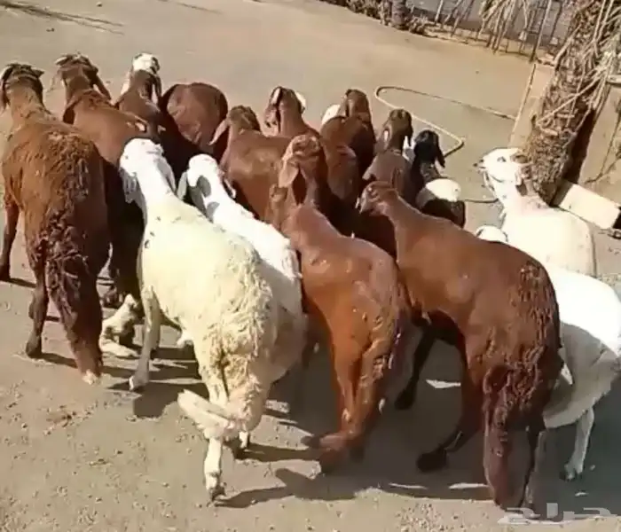 طليان حري وسواكني مرابي جذعان 5