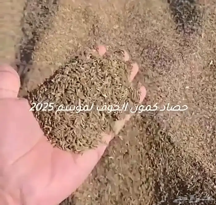 كمون طيب بسيطاء 0