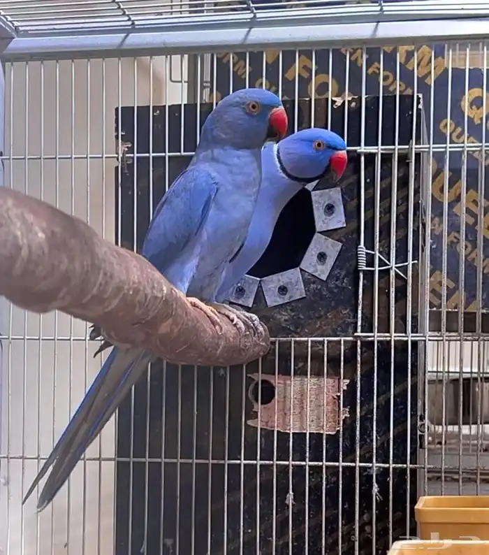 فرخ دره ( فايلوت )تم البيع 10