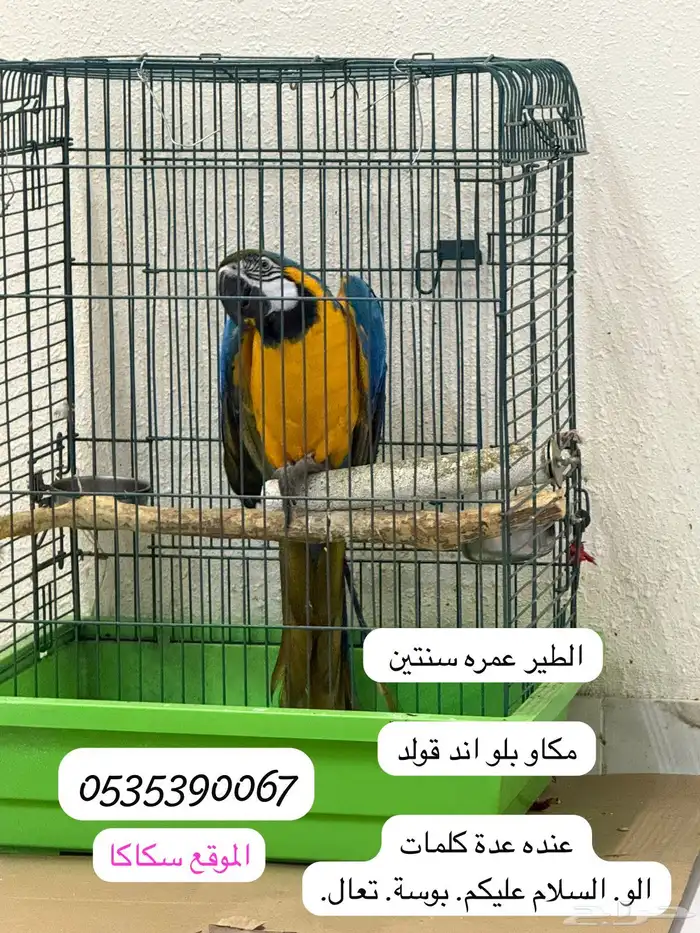 مكاو بلو انثى 1