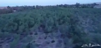 فرصة زراعية مميزة شرق بريدة مزرعة بالسويدة 15
