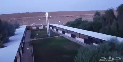 فرصة زراعية مميزة شرق بريدة مزرعة بالسويدة 11