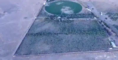 فرصة زراعية مميزة شرق بريدة مزرعة بالسويدة 16