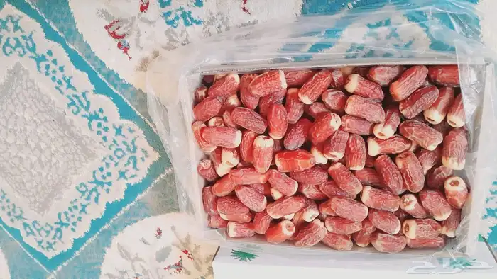 نخل مثمر للبيع 4