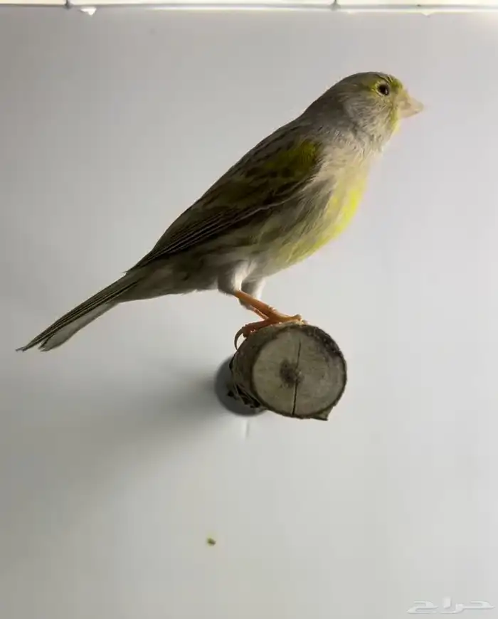 انثى كناري ايزابيل( تم البيع ) 0